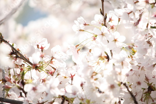 桜 © 明莉 久保