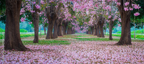 Fototapeta Naklejka Na Ścianę i Meble -  Pink trumpet tree with pink flower blooming tunnel on the morning.
