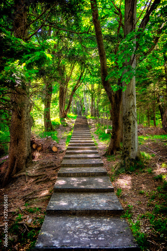 Path of large numbers of steps in the middle of a forrest