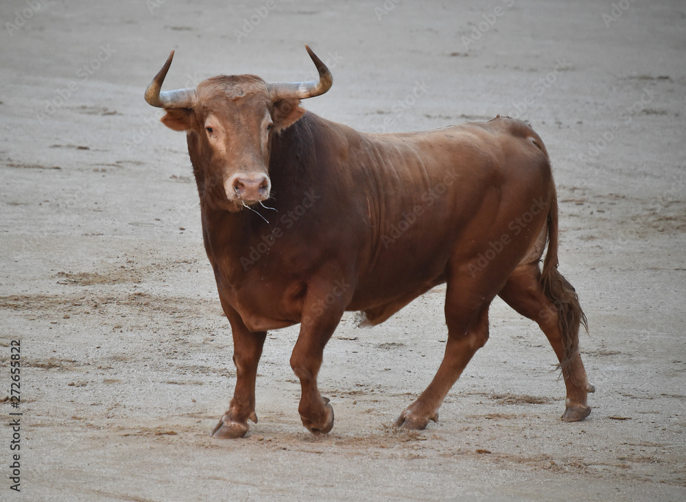 toro en españa en corrida de toros toro en españa en corrida de toros