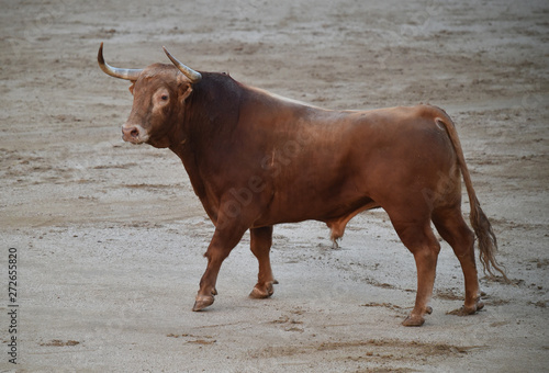 bull in spain on bullring