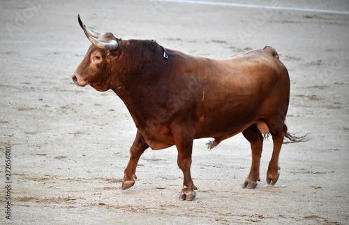 toro bravo español