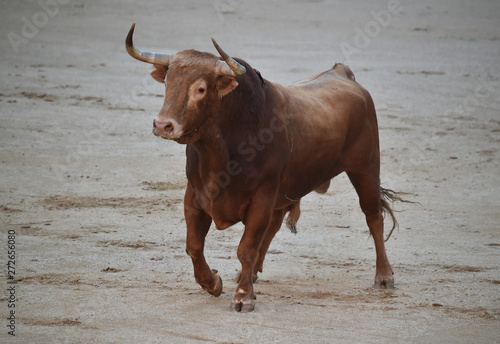 bull in spain on bullring