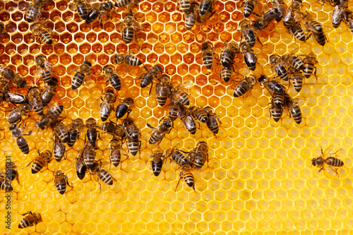 Bees on honeycomb photo