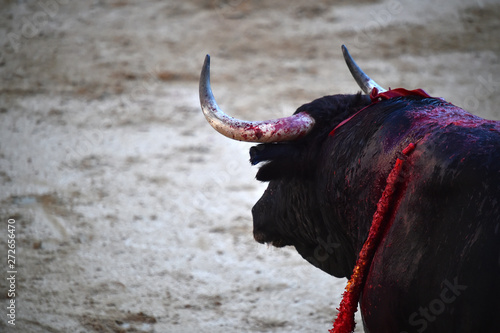 toro en españa en corrida de toros