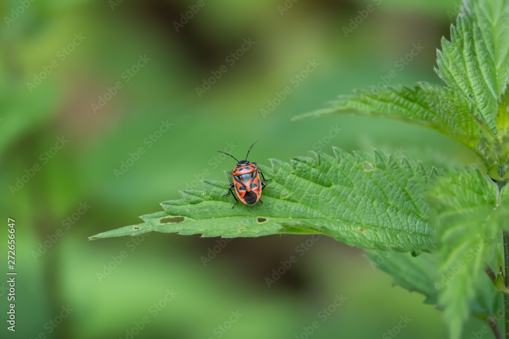 Red Cabbage Bug on Leaf in Springtime Red Cabbage Bug on Leaf in Springtime
