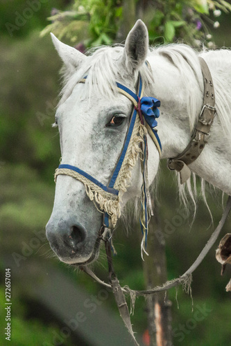 Horseback riding. Hippotherapy in equestrian club. Horse harness and stirrups. Saddle on a white mare. Run-in stallion. Outdoor activities in the village. Communication with animals.