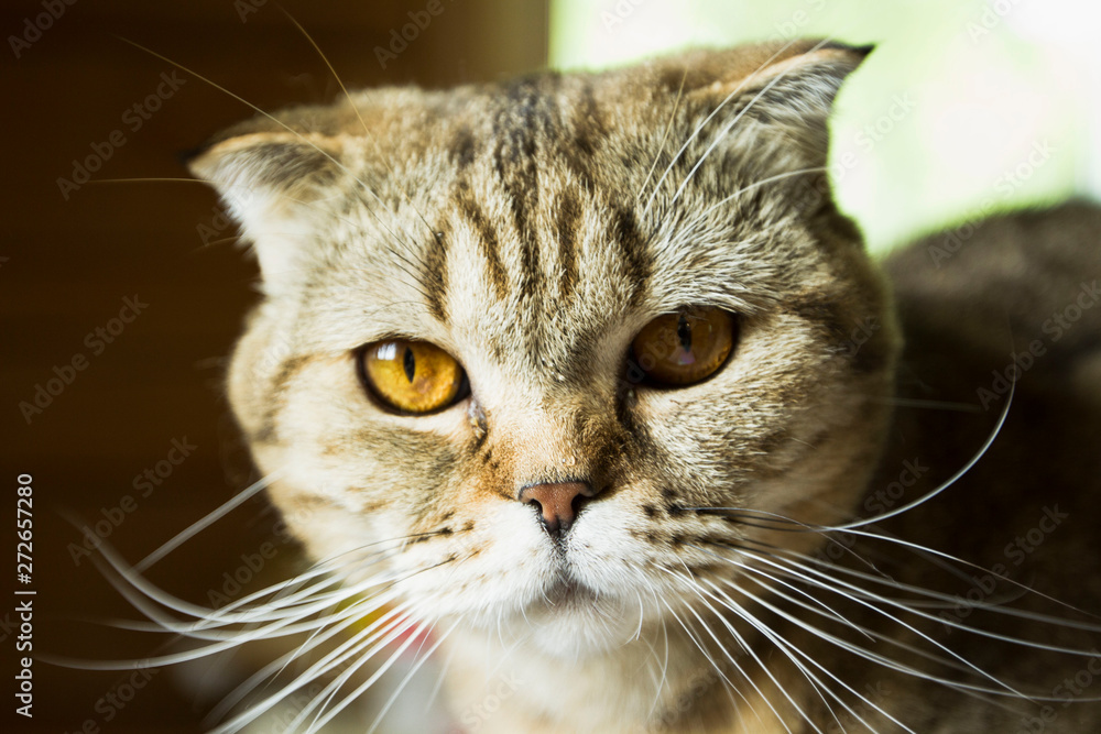 portrait of scottish fold cat