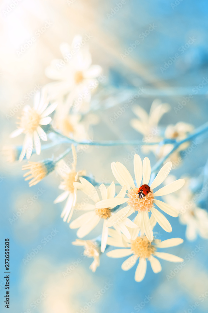 Yellow autumn flowers and a ladybug on a beautiful blue background. Romantic dreamy image. Selective focus. - obrazy, fototapety, plakaty 
