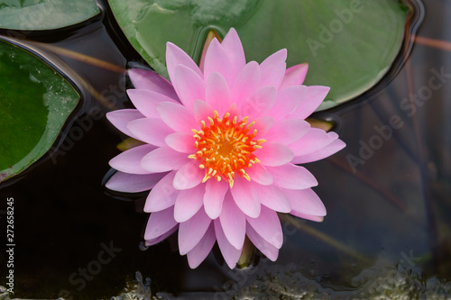 pink lotus flower at garden