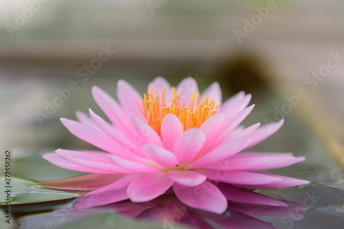 pink lotus flower at garden