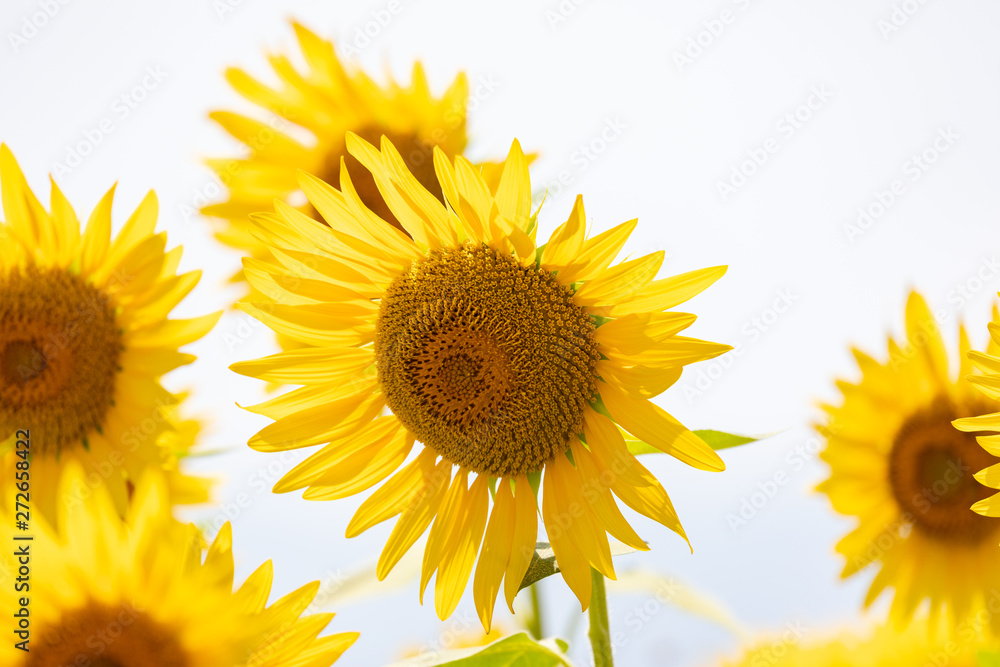 Obraz premium ヒマワリ