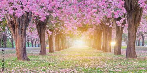 Pink trumpet tree with pink flower blooming tunnel with sunlight ray on the morning.
