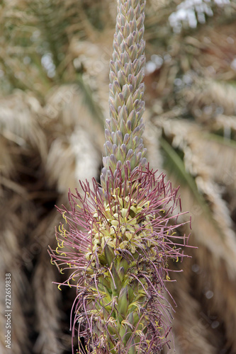 pleine floraison photo