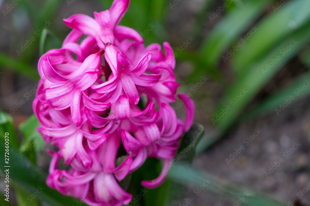 Magenta Flowers Magenta Flowers