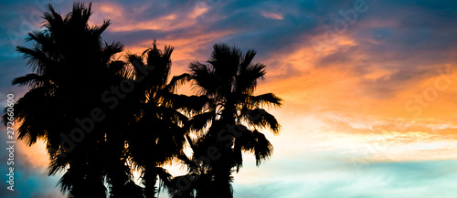 Silhouette Palms in Front of Sunrise Sunset