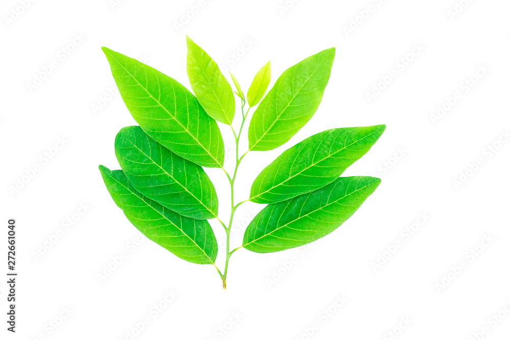 Green nature leaf