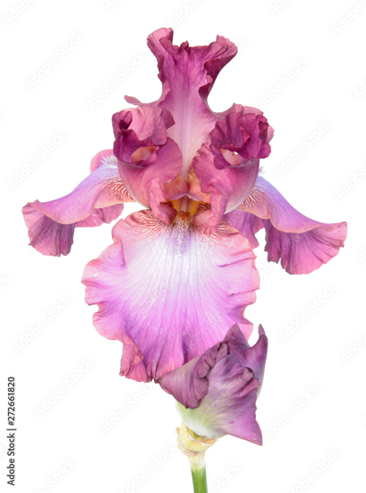 Pink iris flower close-up isolated on white background. Cultivar from Tall Bearded (TB) iris garden group