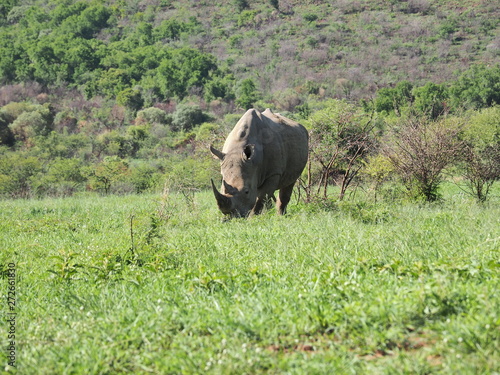 Rhinoceros, Pilanesberg National Park, South Africa