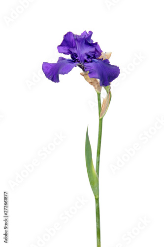Fototapeta Naklejka Na Ścianę i Meble -  Purple iris flower with long stem and green leaf isolated on white background. Cultivar from Tall Bearded (TB) iris garden group