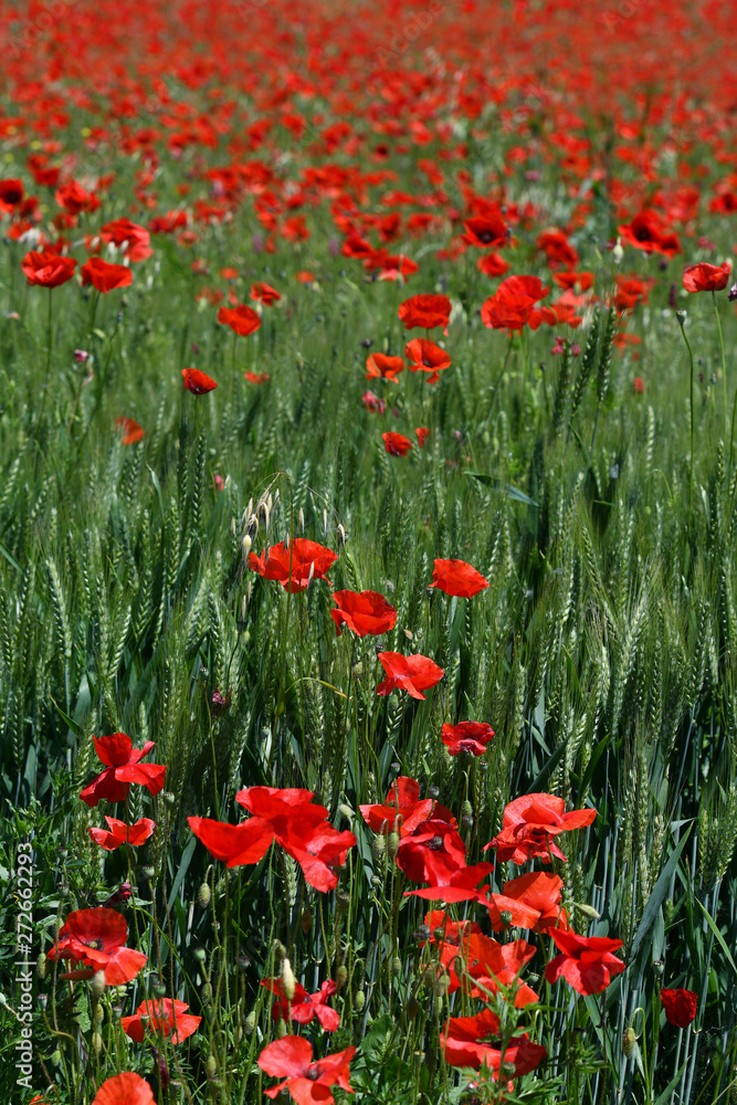 beautiful red poppies in a green wheat field in Tuscany near San Quirico d'Orcia (Siena). Italy. beautiful red poppies in a green wheat field in Tuscany near San Quirico d'Orcia (Siena). Italy.