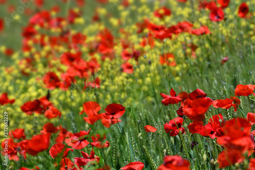 Close up on red poppies in a wheat field in Tuscany near San Quirico d'Orcia (Siena). Italy. © Dan74