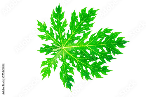 Papaya green leaf