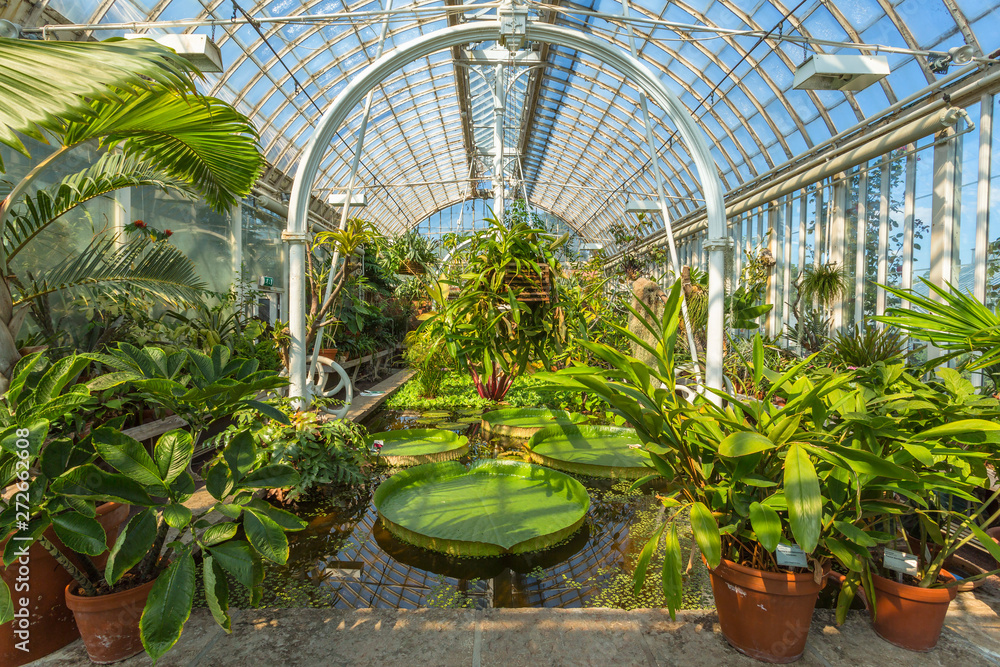 Interior of an old greenhouse with green plants and a pond