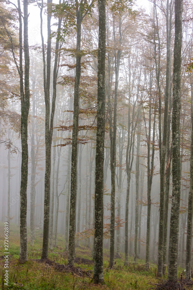 Fototapeta premium Płaskowyż Cansiglio