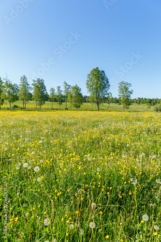 Meadow with flowering buttercups flower in summer