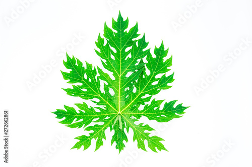 Papaya green leaf