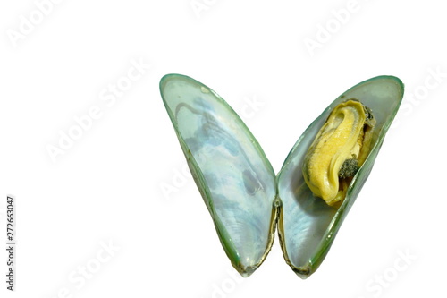 steamed mussel opened shell on white background