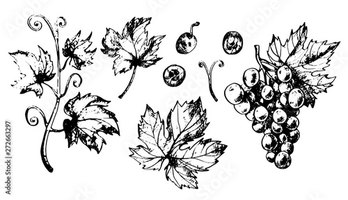 Set of grapes leaves and berries