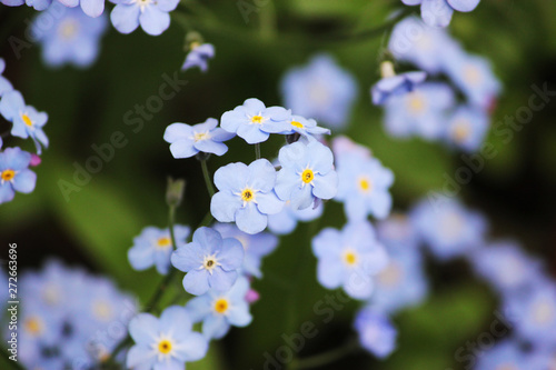 Forget me nots flowers in closeup.
