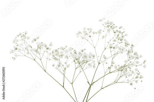 Gypsophila flowers isolated on white background photo