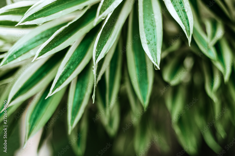 Fototapeta premium Creative nature layout made of tropical leaves and flowers. Summer concept.