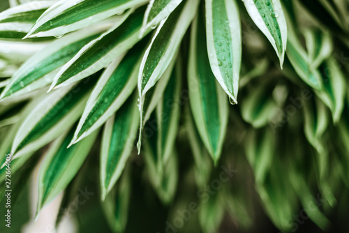 Creative nature layout made of tropical leaves and flowers. Summer concept.