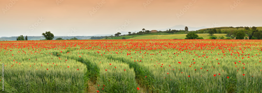 Fototapeta premium spektakularny wiosenny krajobraz Toskanii z czerwonymi makami na zielonym polu pszenicy, niedaleko Monteroni d'Arbia (Siena) Toskania. Włochy, Europa.