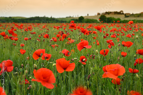 spectacular Tuscany spring landscape with red poppies in a green wheat field, near Monteroni d'Arbia, (Siena) Tuscany. Italy, Europe. photo