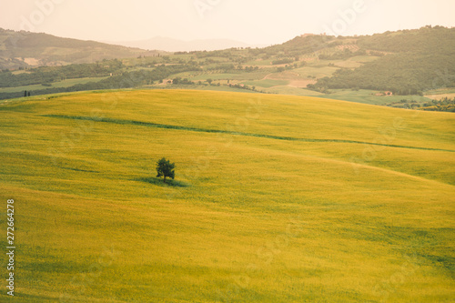 Val d'Orcia in Toscana, vista delle infinite valli verdi e d'orate di grano tra i colli senesi. © Polonio Video