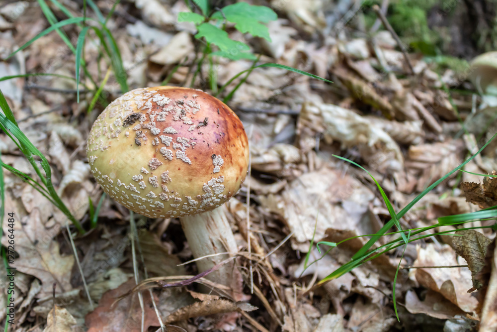 Beautiful Red Yellowish Mushroom in The Forest Beautiful Red Yellowish Mushroom in The Forest