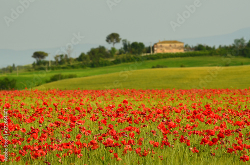 beautiful field of red poppies in a field of wheat with green hills in the background in Tuscany near Monteroni d'Arbia (Siena). Italy. photo