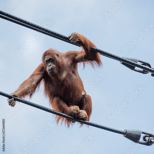 Canvas Print Orangutan on overhead cables
