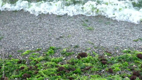 Green seaweed kelp (laminaria), ulva in blue sea waves with sand, rock and wave bubble in Inciralti Kent Ormani (Inciralti City Forest), Izmir Turkey.