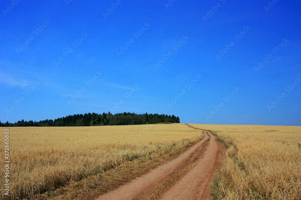 Country dirt road in a wheat field
