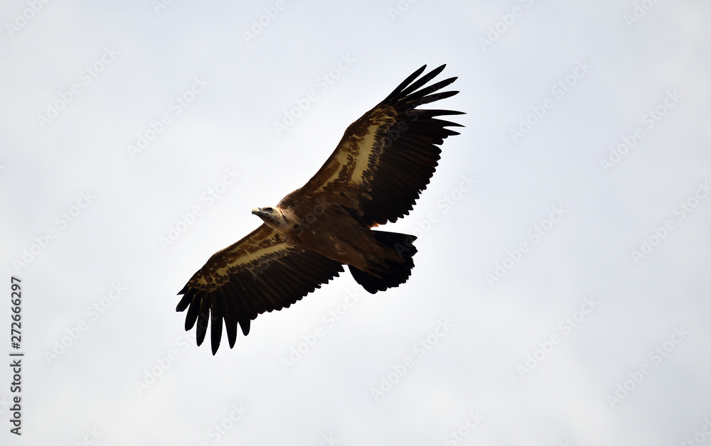 Obraz premium buitre leonado