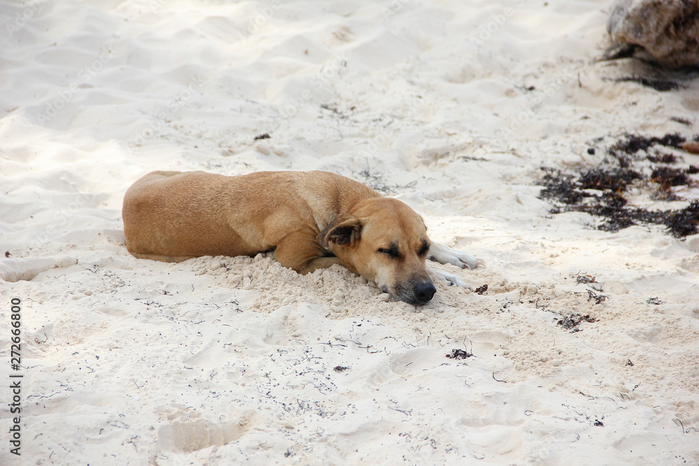 Brown Shorthair dog sleeps on the shore on the white sand. The concept of rest and relaxation. Brown Shorthair dog sleeps on the shore on the white sand. The concept of rest and relaxation.