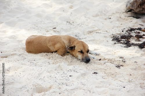 Brown Shorthair dog sleeps on the shore on the white sand. The concept of rest and relaxation.