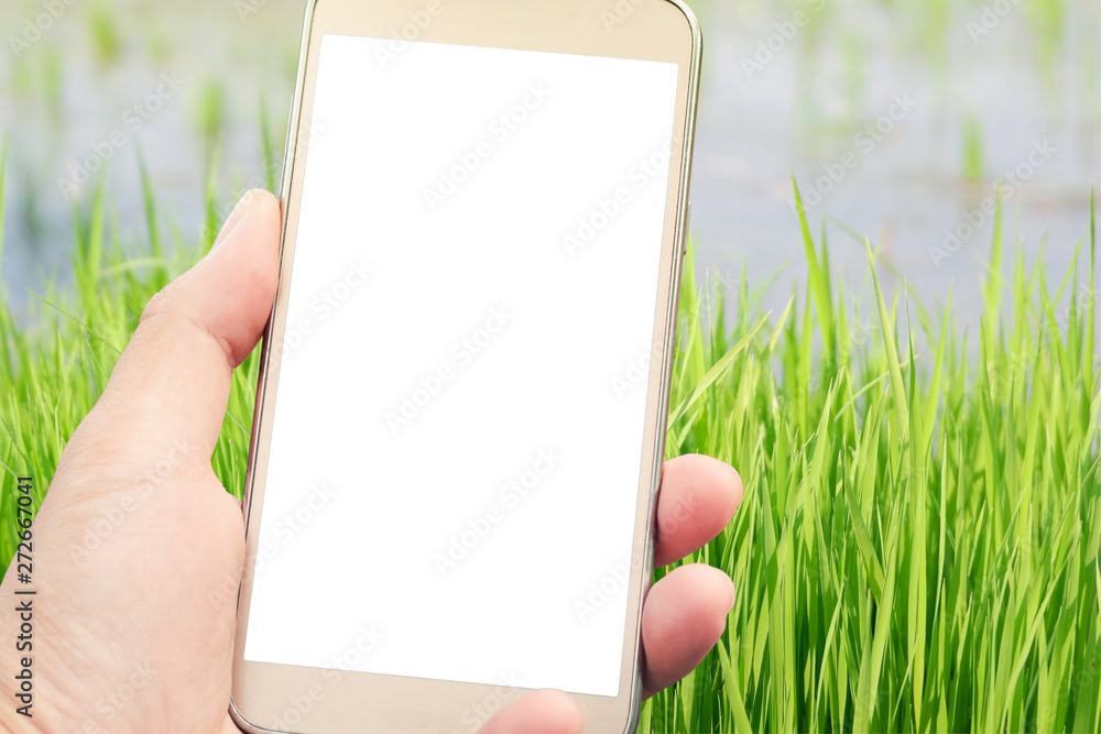 Mock up white screen mobile phone used for add product with hand holding mobile phone and rice fields background. Agricultural Technology. Mock up white screen mobile phone used for add product with hand holding mobile phone and rice fields background. Agricultural Technology.