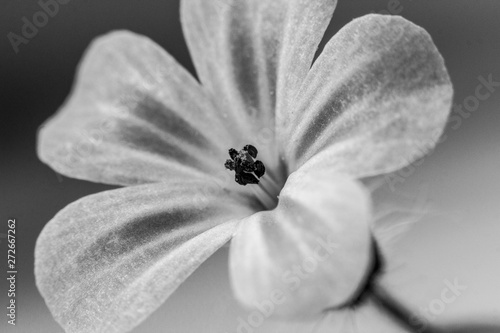 Flowers close up beautifull macro photography